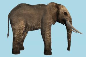 Elephant elephant, animal, animals, wild, nature, mammal, ruminant, zoology, africa, forest, jungle, predator, prey